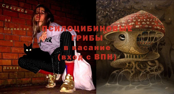 стаф Алзамай